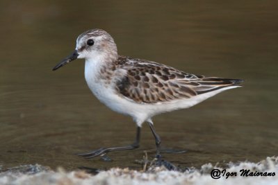 Gambecchio (Calidris minuta - Little Stint)