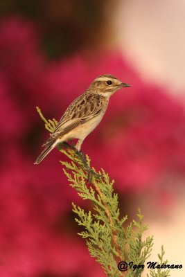 Stiaccino (Saxicola rubetra - Whinchat)