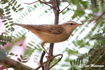 Forapaglie (Acrocephalus schoenobaenus - Sedge Warbler)