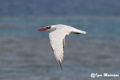Sterna maggiore (Hydroprogne caspia - Caspian Tern)