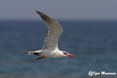 Sterna maggiore (Hydroprogne caspia - Caspian Tern)