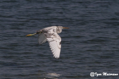 Airone schistaceo (Egretta gularis - Reef Egret)