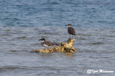 Gabbiano occhibianchi (Larus leucophtalmus - White-eyed Gull)