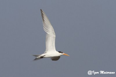 Sterna di Ruppell (Sterna bengalensis - Lesser Crested Tern)