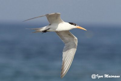 Sterna di Ruppell (Sterna bengalensis - Lesser Crested Tern)