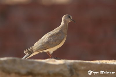 Tortora delle palme (Streptopelia senegalensis - Laughing Dove)