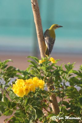 Rigogolo (Oriolus oriolus - Golden Oriole)