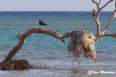 Gabbiano fuligginoso (Larus hemprichii - Sooty Gull)