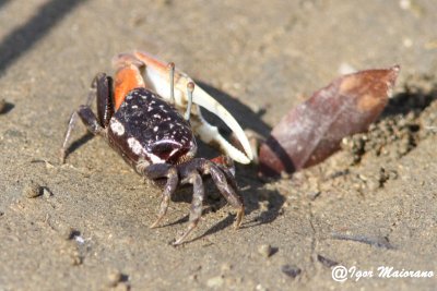 Granchio violinista - Fiddler Crab