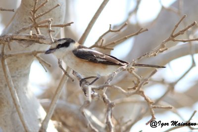 Averla mascherata (Lanius nubicus - Masked Shrike)