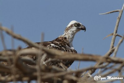 Falco pescatore (Pandion haliaetus - Osprey)