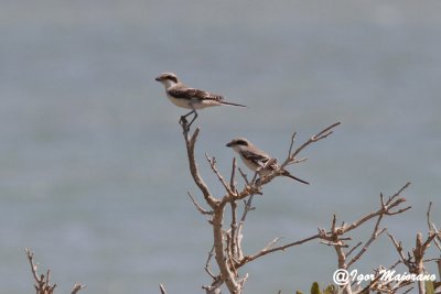 Averla cenerina (Lanius minor - Lesser Grey Shrike)