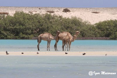 South Egypt