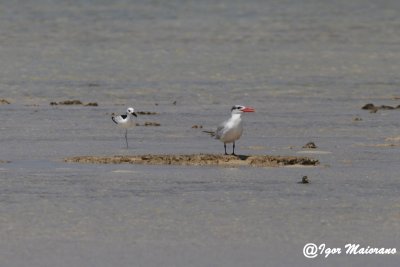 Sterna maggiore e droma - Caspian Tern and Crab Plover
