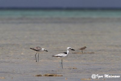 Droma (Dromas ardeola - Crab Plover)