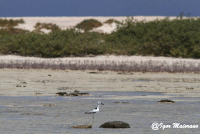 Droma (Dromas ardeola - Crab Plover)