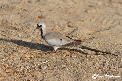 Tortora maschera di ferro (Oena capensis - Namaqua Dove)