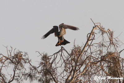 Falco unicolore (Falco concolor - Sooty Falcon)