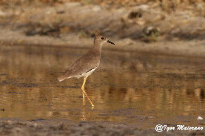 Pavoncella codabianca (Vanellus leucurus - White-tailed Lapwing)