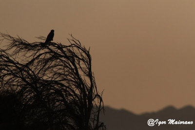 Falco unicolore (Falco concolor - Sooty Falcon)