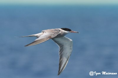 Sterna guancebianche (Sterna repressa - White-cheeked Tern)