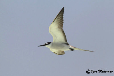 Sterna dalle redini (Onychoprion anaethetus - Bridled Tern)