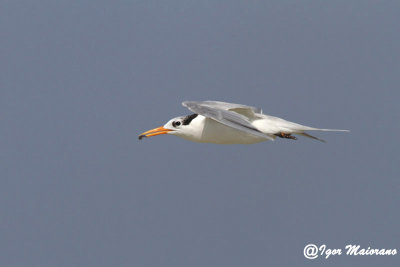 Sterna di Ruppell (Sterna bengalensis - Lesser Crested Tern)