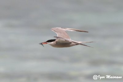 Sterna guancebianche (Sterna repressa - White-cheeked Tern)