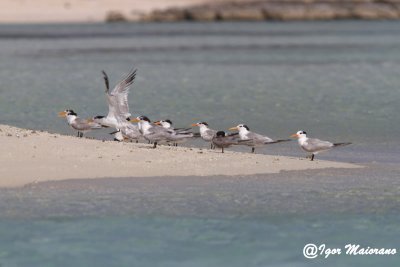 Sterne di Ruppell (Sterna bengalensis - Lesser Crested Tern)