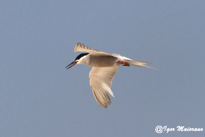 Sterna guancebianche (Sterna repressa - White-cheeked Tern)