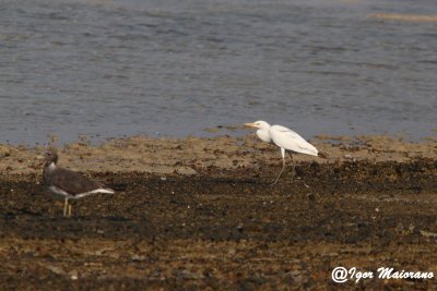 Airone intermedio (Mesophoyx intermedia - Intermediate Egret) 2nd for Egypt and 5th for WP