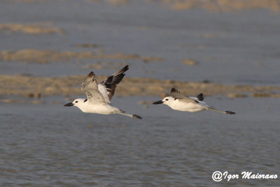 Droma (Dromas ardeola - Crab Plover)