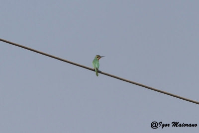 Gruccione egiziano (Merops persicus - Blue-cheeked Bee-eater)