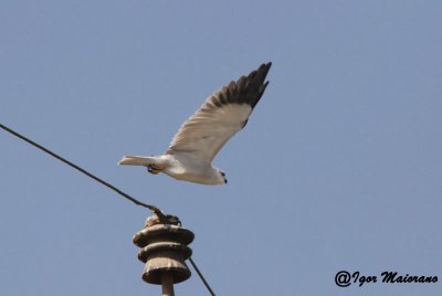 Nibbio bianco (Elanus caeruleus - Black-winged Kite)