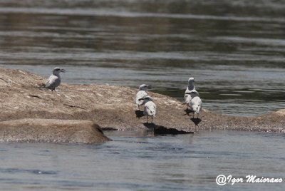 Sterna zampenere (Gelochelidon nilotica - Gull-billed Tern)