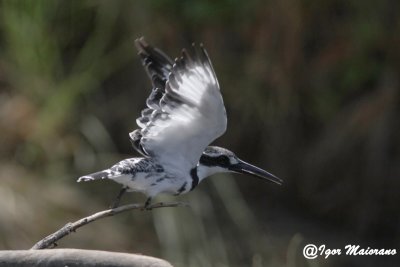 Martin pescatore bianco e nero (Ceryle rudis - Pied Kingfisher)