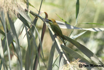 Gruccione verde minore (Merops orientalis - Little Green Bee-eater)