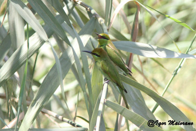 Gruccione verde minore (Merops orientalis - Little Green Bee-eater)