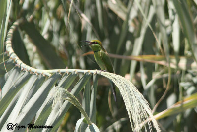 Gruccione verde minore (Merops orientalis - Little Green Bee-eater)