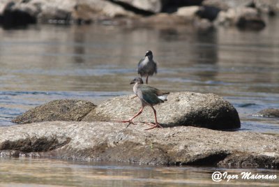 Pollo sultano africano (Porphyrio porphyryo madagascairensis - African Swamphen)