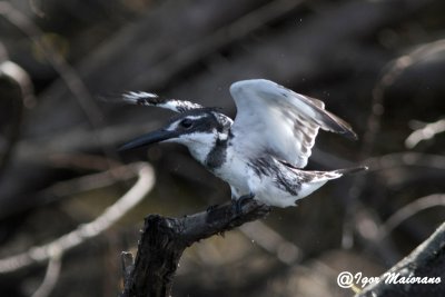 Martin pescatore bianco e nero (Ceryle rudis - Pied Kingfisher)