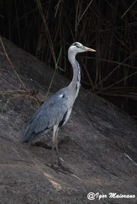 Airone cenerino (Ardea cinerea - Grey Heron)