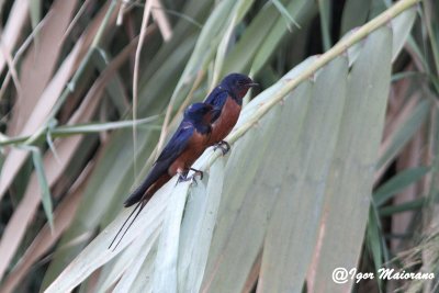 Rondine egiziana (Hirundo rustica savignii - Egyptian Barn Swallow)