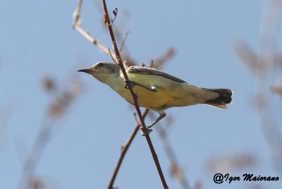 Nettarinia del Nilo (Anthodiaeta metallica - Nile Valley Sunbird)