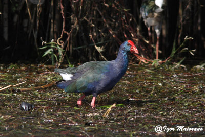 Pollo sultano africano (Porphyrio porphyryo madagascairensis - African Swamphen)