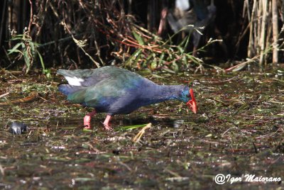 Pollo sultano africano (Porphyrio porphyryo madagascairensis - African Swamphen)