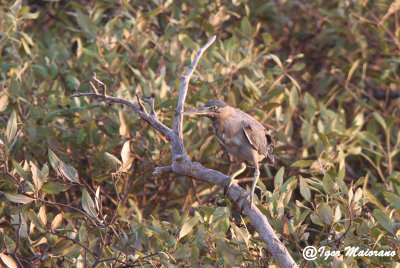 Airone striato (Butorides striata - Striated Heron)