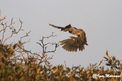 Airone striato (Butorides striata - Striated Heron)