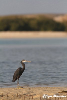 Airone schistaceo (Egretta gularis - Reef Egret)