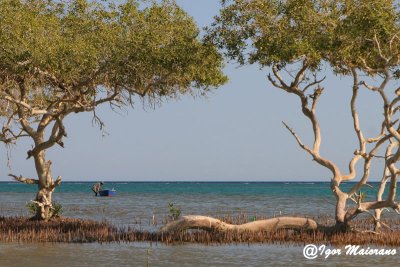 Mangrovieto di Hamata - Hamata mangrove